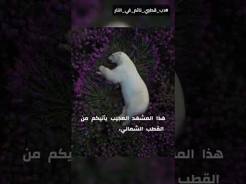 دب قطبي ينام بين زهور بنفسجية في القطب الشمالي