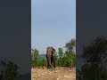 It’s good day..🐘Mae Too 41 years old. She almost (4500 kilograms) #elephant #ChangChill #elephant
