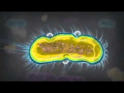 Матрасы лоран мебель: антимикробные чехлы X-Static