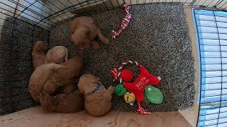 The Ultimate Dog Pile