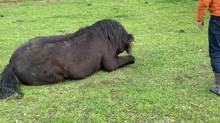 Horse Seizure (Viewer discretion advised)