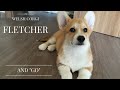 ВЕЛЬШ КОРГИ ПЕМБРОК - реакция щенка на команду гулять | PEMBROKE WELSH CORGI