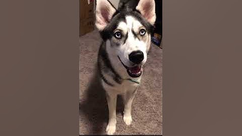 Uploading Media File to Canvas Student App