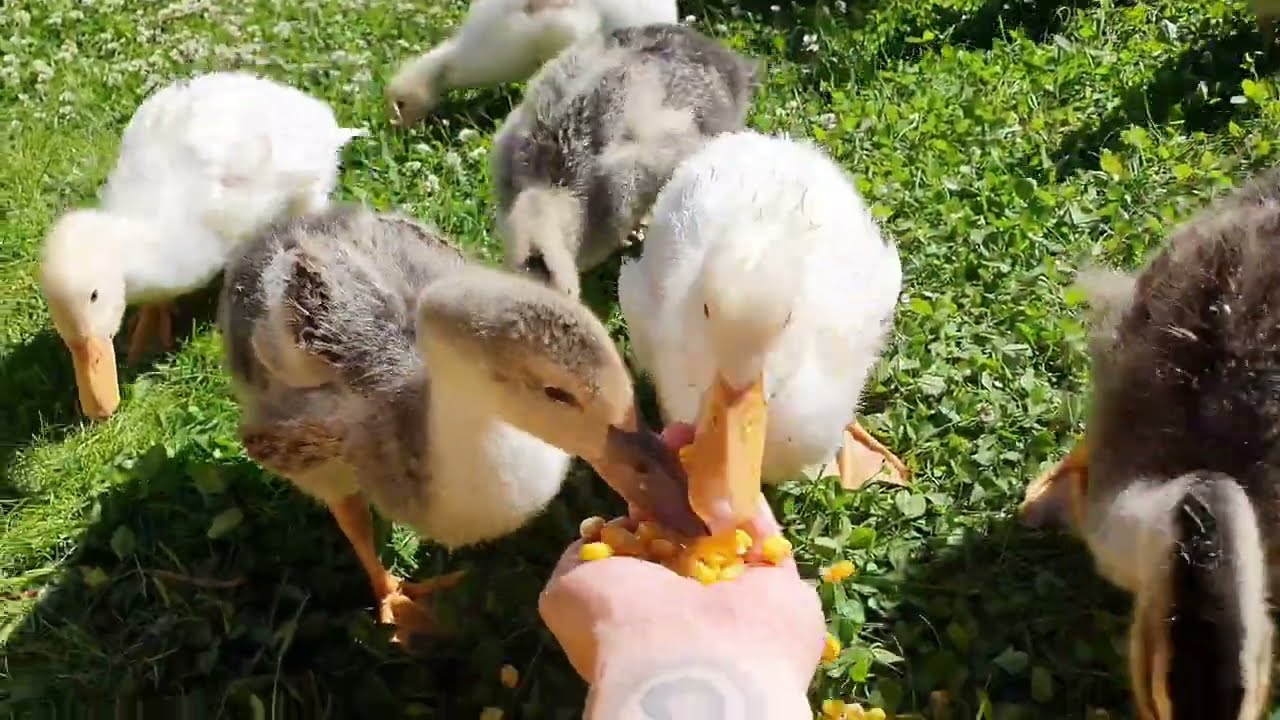 Hand feeding the ducklings, they love sweetcorn & peas YouTube