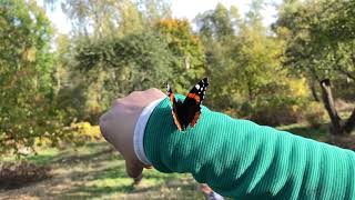 iPhone 11 Slo-mo HD 240 FPS. Butterlies