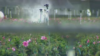 Cold Weather Coming, Protect The Four P's: People, Pets, Plants, Property