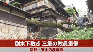 倒木下敷き三重の教員重傷 京都・東山の産寧坂