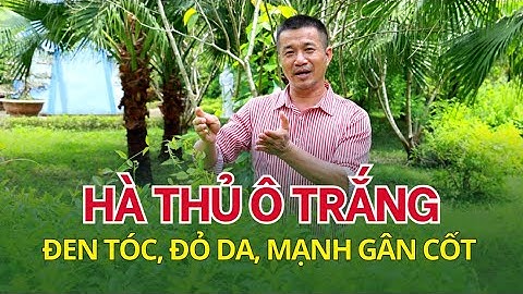 Hà thủ ô trắng – Cây thuốc quý giúp bồi bổ cơ thể, chống lão hóa và giảm mỡ máu tự nhiên