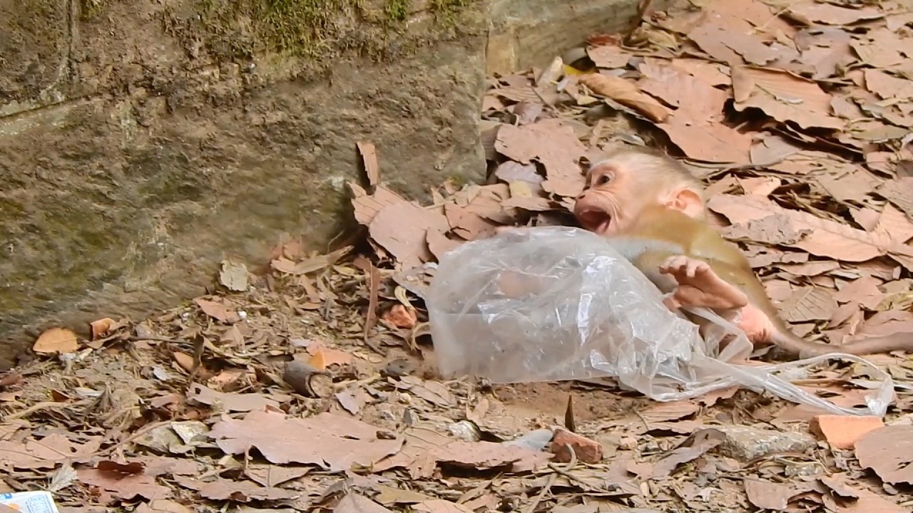 Lily cried ask mom Libby ...Poor Lily cried lonely waiting mom Libby back |