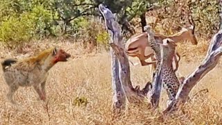 Leopard Catches Impala, Loses it to Hyena, then Fights Back!