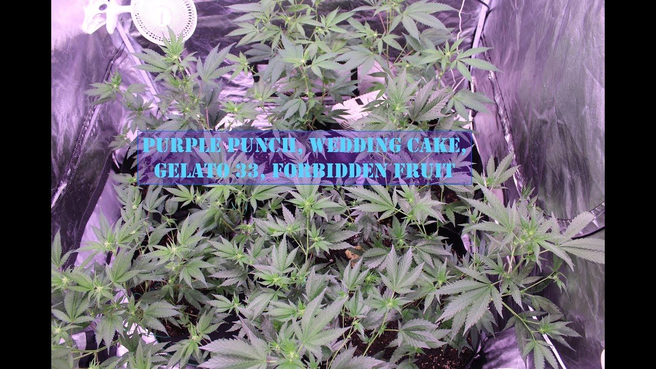 Indoor Cannabis Grow - No Till ROLS Purple Punch, Wedding Cake, Gelato 33 and Forbidden Fruit (PCG)