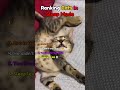 Ranking Cats That Passed Out 😴