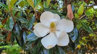 City of Norcross Thrasher Park Walking Tour