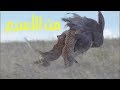 الفهود تصطاد نعامة من الأسرع Panthers Hunt Ostrich The Fastest