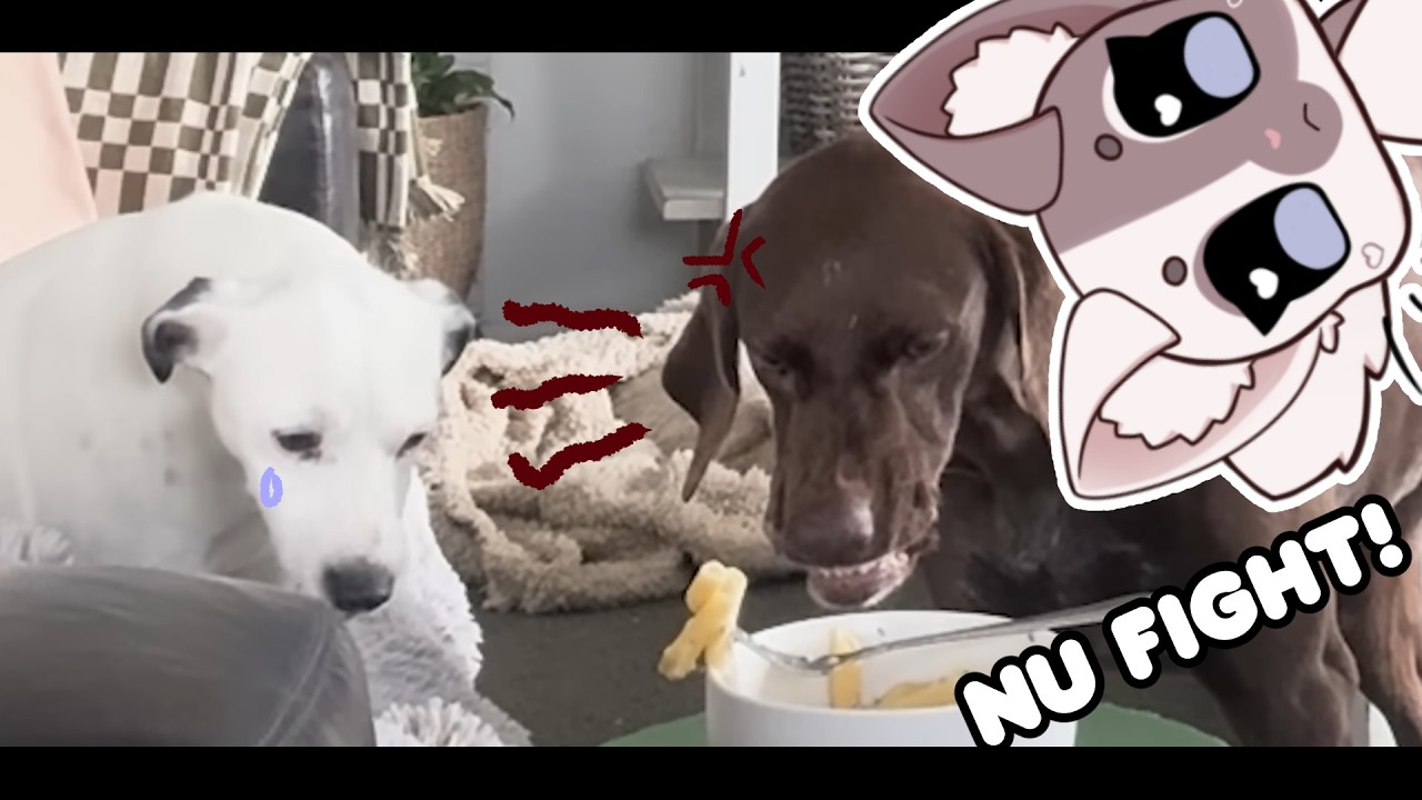 FIGHT FOR THE FOOD!  | Mittens Reacts to daily dose of internet