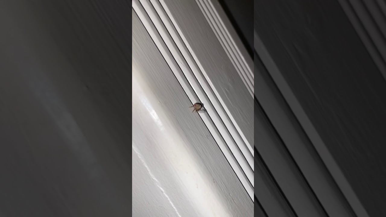 Fluffy Tail Planthopper! Have You Seen One?!? ( ALIEN LOOKING BUG!!! )