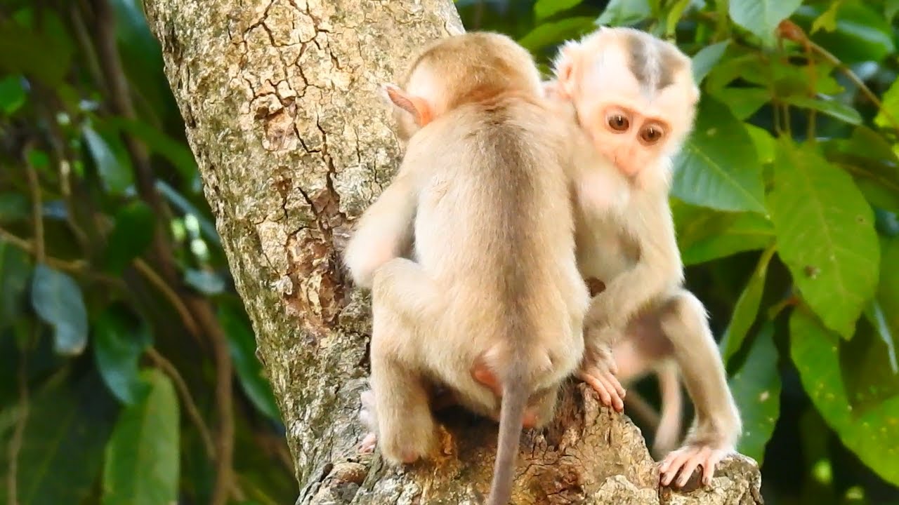 So Sweetie monkey.! Lovely baby monkeys greeting each other on the tree ...