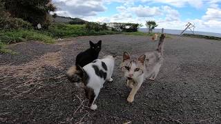 海辺の駐車場に車を停めたら野良猫が集まってきて遠目から様子を伺っていた
