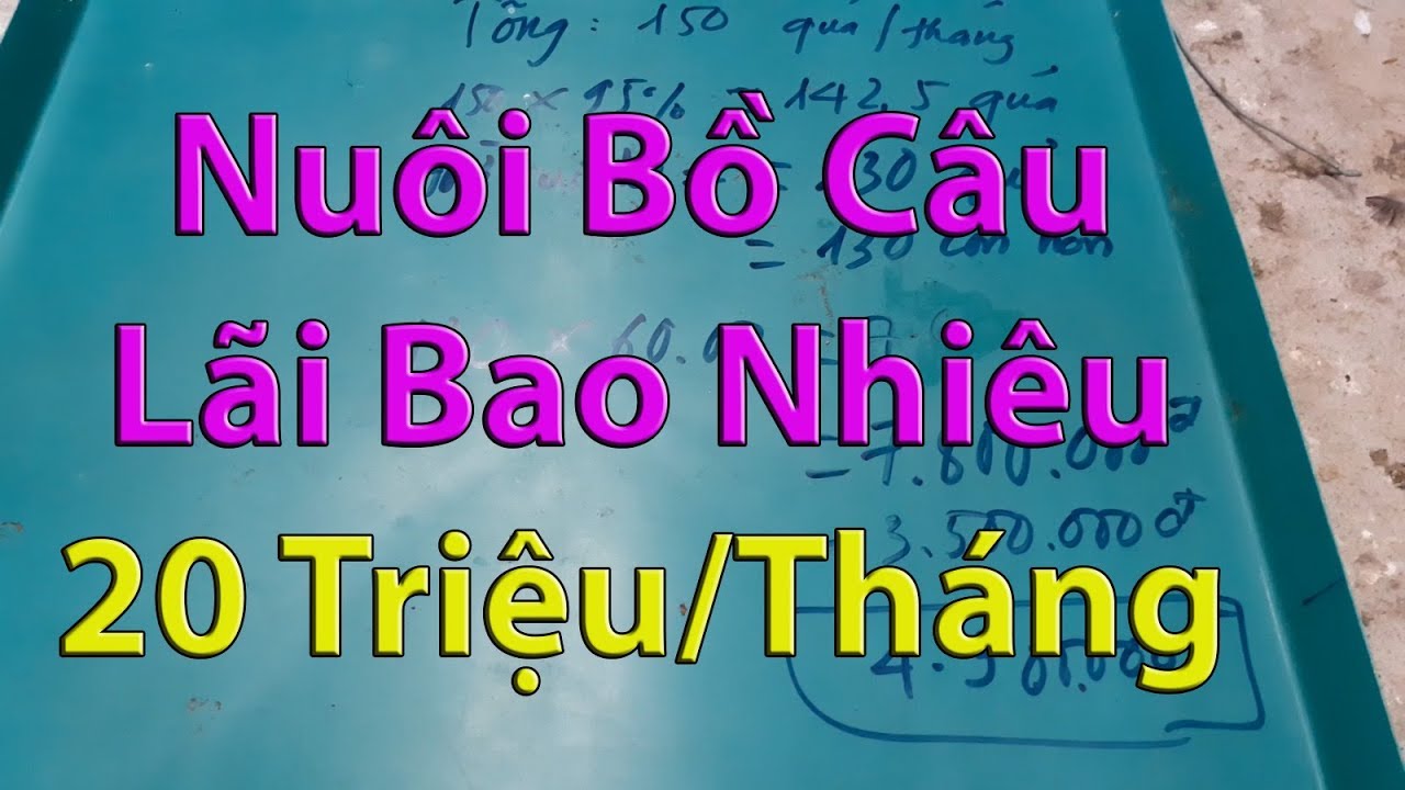 100 Đôi Bồ Câu Lãi Bao Nhiêu Tiền Một Tháng