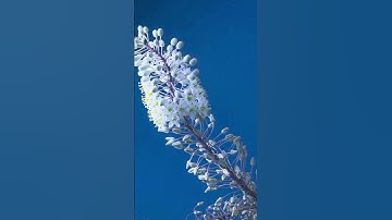Thumbnail of 86 - Blooming -  Everything Is Gonna Be Just Fine - Jeremy Blake #shorts
