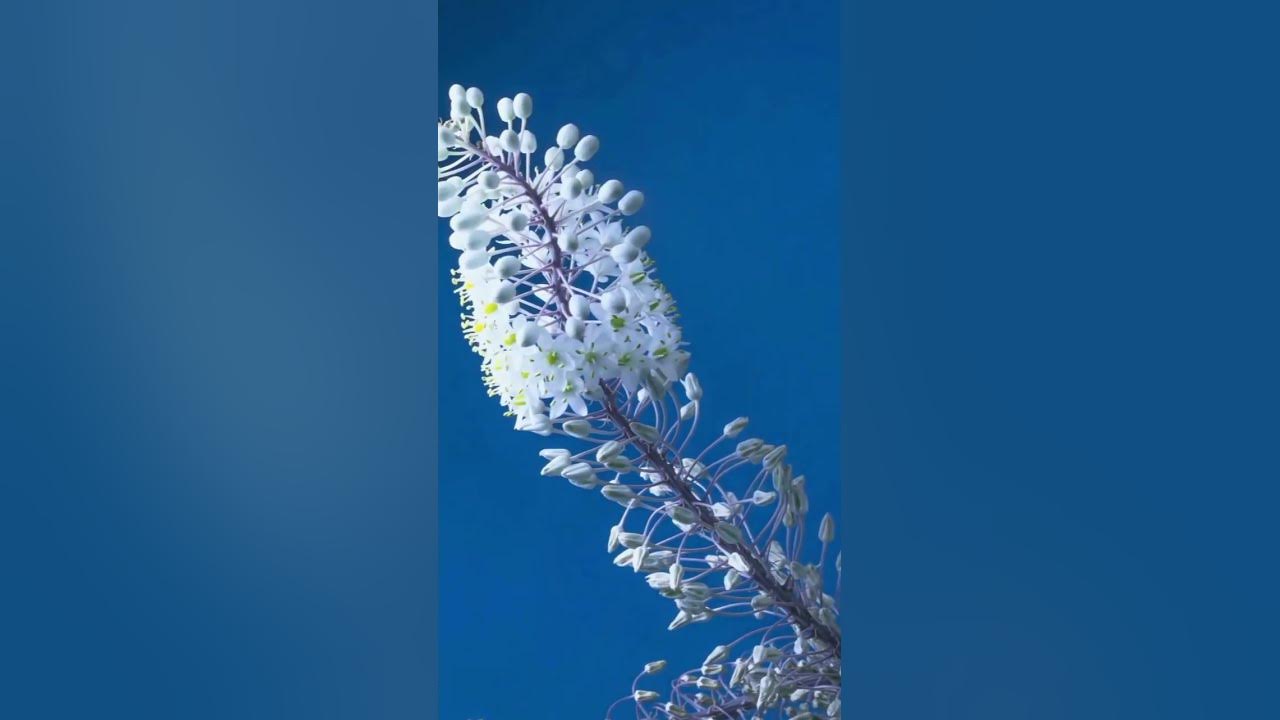 86 - Blooming -  Everything Is Gonna Be Just Fine - Jeremy Blake #shorts