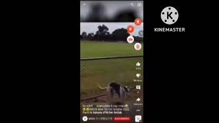 Matsudake Screaming In Homuraham Major Rty