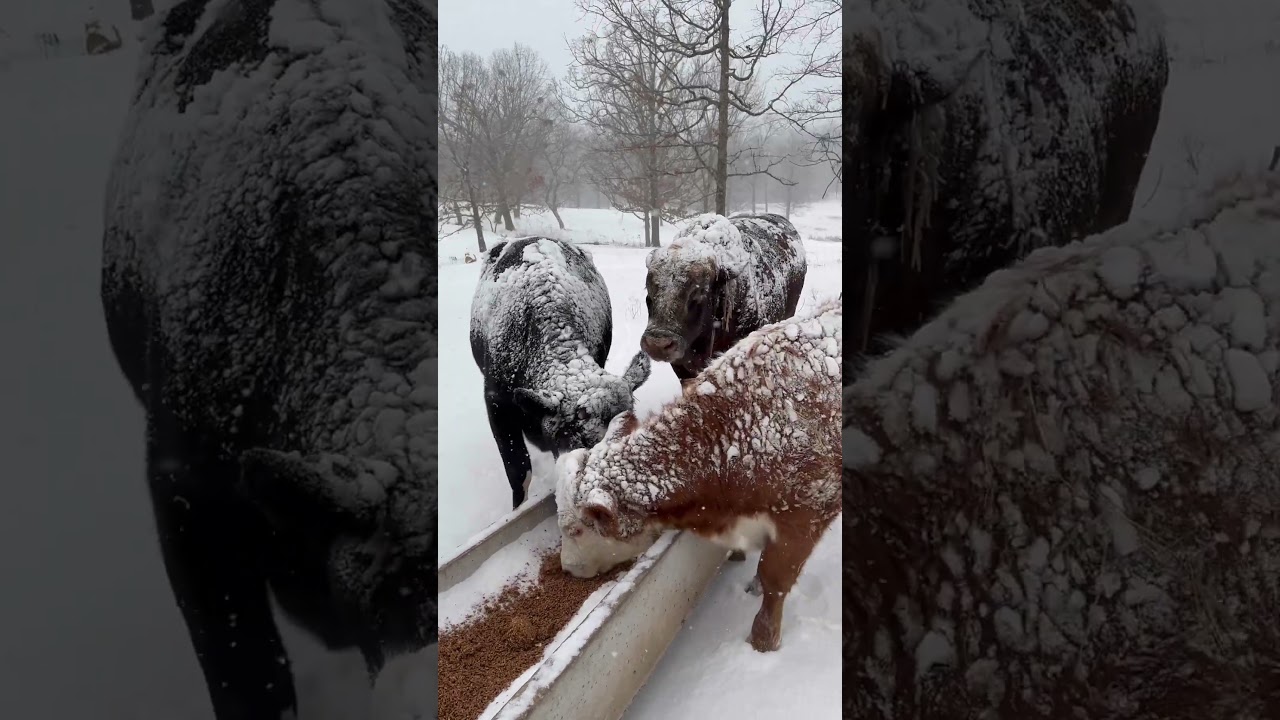 You know it’s cold Arkansas when Redford has icicles on his neck 