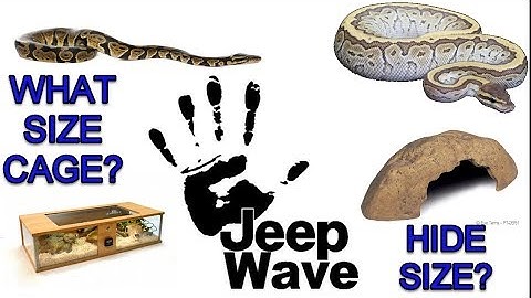 What Size should Ball python cage be?