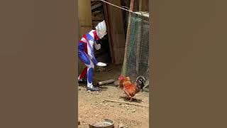 #viral #lucu #lucungakak #viralvideo #videolucuterbaru #ultraman #viralshorts  Ultraman vs Ayam