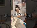 足を拭かれるハスキーの子犬|PECO