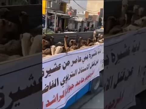 تطور فصول العشايرر بلعراق 200 ناقه