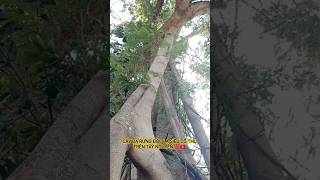 CÂY ĐA RỪNG ĐỘC LẠ SIÊU CỔ THỤ TRÊN TÂY NGUYÊN