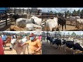 FEIRA DE GADO EM LAGOA DE PEDRA RN - 29/11/2021