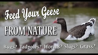 Healthy Food Found in Natural Habitat: For Geese Can Geese Eat Nuts