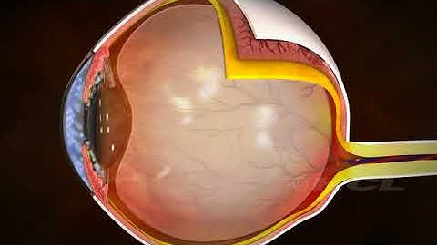 HCL Learning DigiSchool   The Human Eye HD digischool in kanyakumari