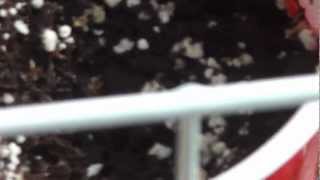 Medicating With Primo (Hawaiian Style) - video 8 (part 3 of 4)