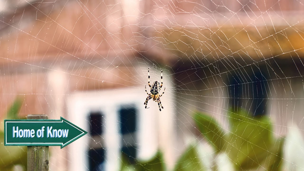 Home of Know : วิธีไล่แมงมุมให้ออกจากบ้านไปหาที่อยู่ใหม่
