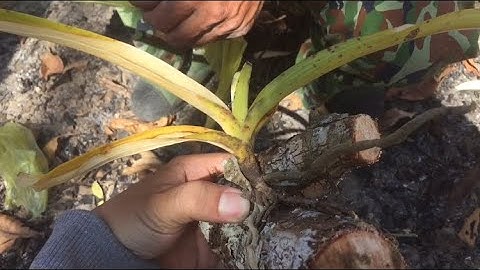 Tầm lan Ngọc điểm Tánh Linh, Bình thuận. @huonglanrung  Sđt 0387018819.