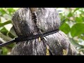 MUDAS DE LIMÃO TAITI PRONTAS PARA PLANTAR