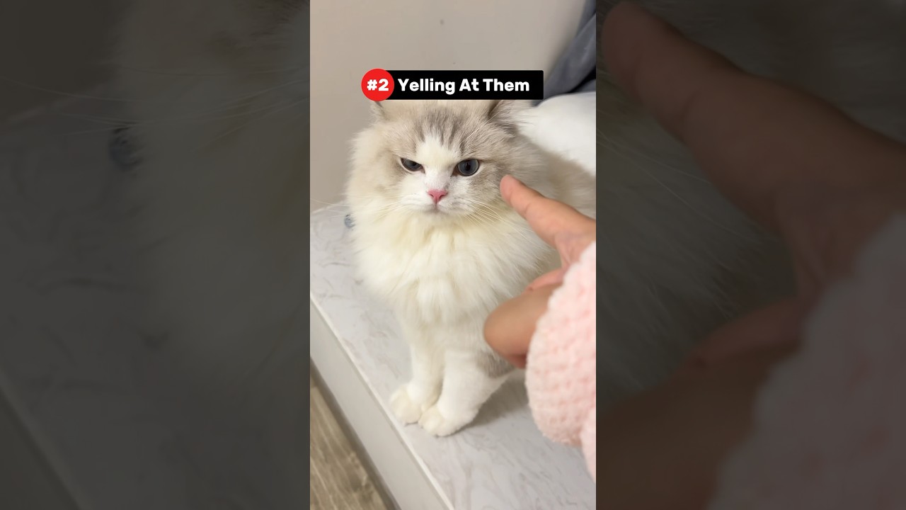 5 вещей, которые разбивают сердце вашей кошки 💔