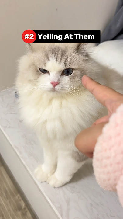 5 Things That Break Your Cat's Heart 💔