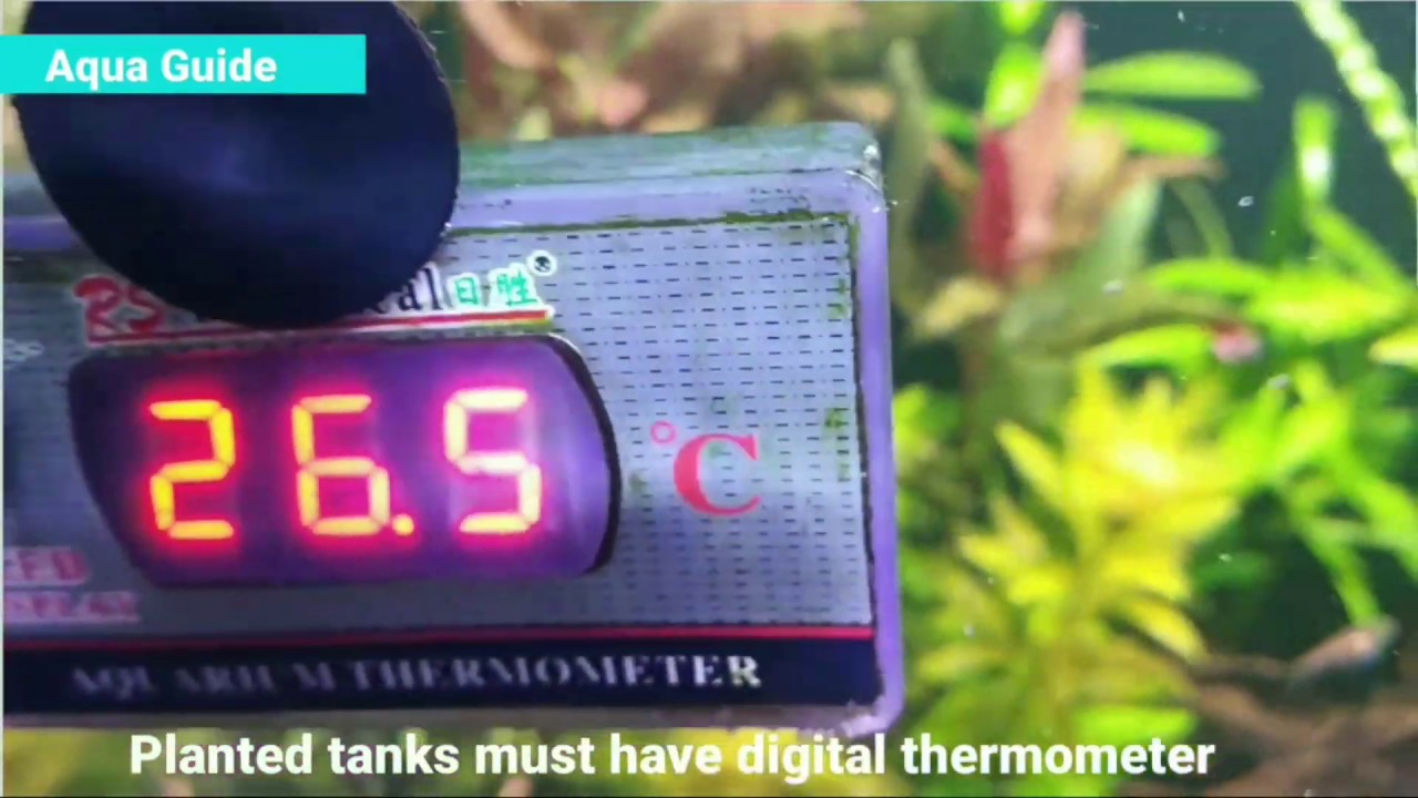 Planted aquarium introduction in Tamil for beginners ( Intro to High