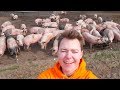 Visiting A Free Range Pig Farm...Happy Pigs!