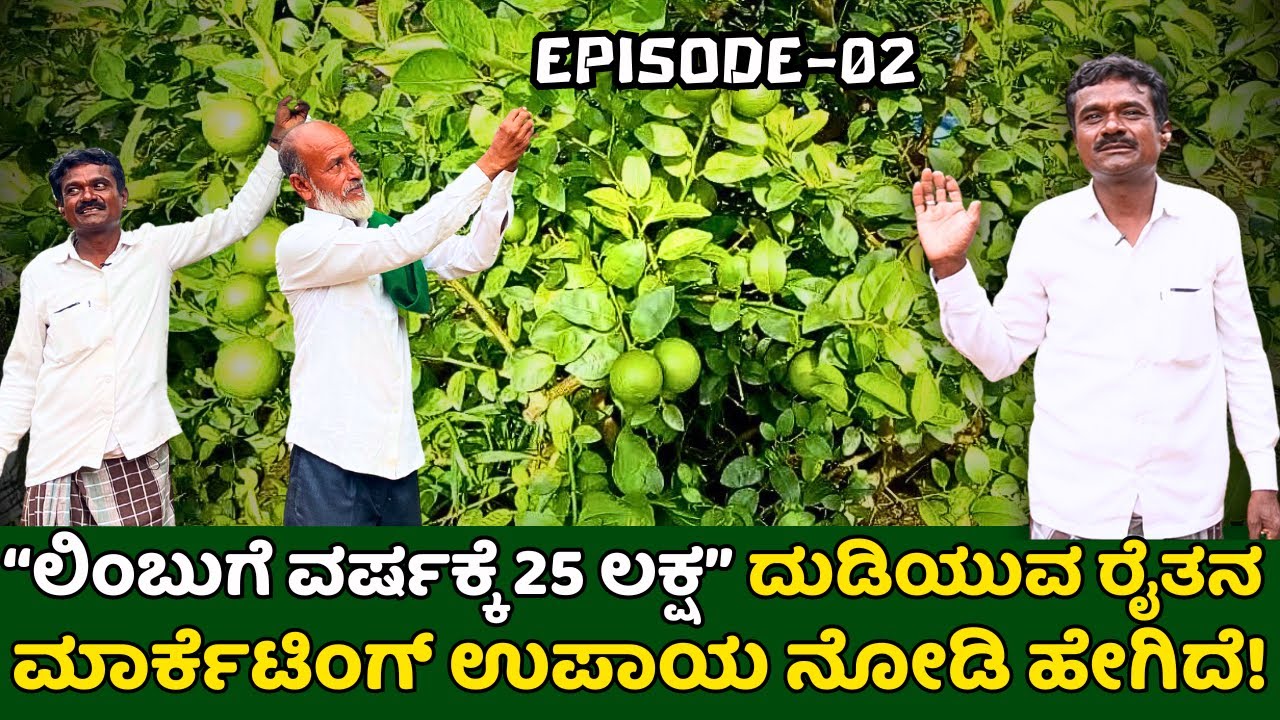 ಲಿಂಬುಗೆ ವರ್ಷಕ್ಕೆ25 ಲಕ್ಷ ದುಡಿಯುವ ರೈತನ ಮಾರ್ಕೆಟಿಂಗ್ ಉಪಾಯ ನೋಡಿ ಹೇಗಿದೆ!KAGZI LEMON FARMING SUCCESS STORY