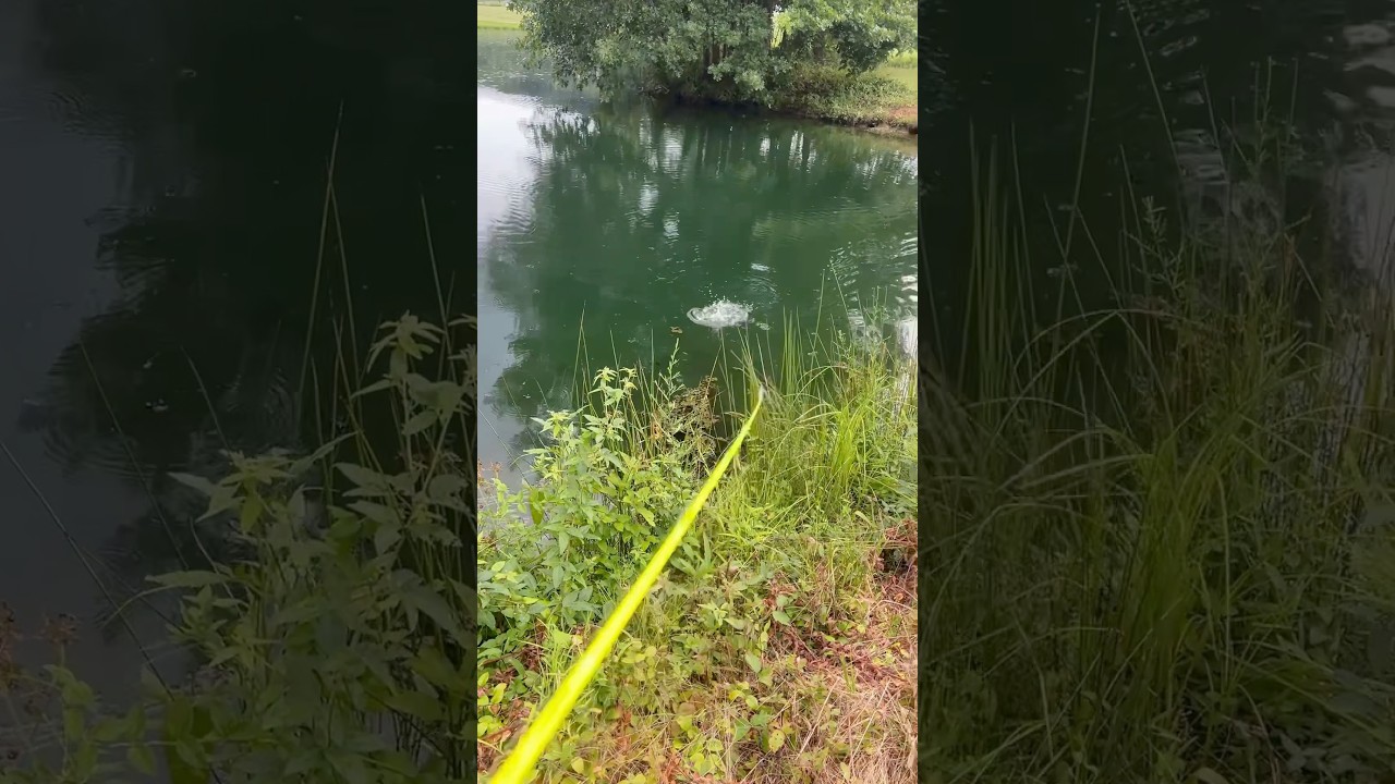 The BEST Late Summer Light Rain Bait For Largemouth Bass 