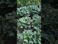 🌼 Die Erdbeeren haben fertig | #shorts