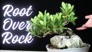 Root Over Rock Bonsai  Ficus Microcarpa  3 of my projects