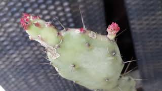 Opuntia Monacantha Commonly Known As Drooping Prickly Pear