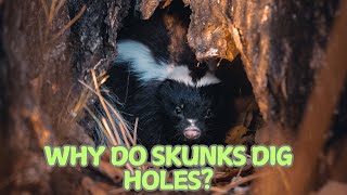Why Do Skunks Dig Holes? 🦨🌱✨