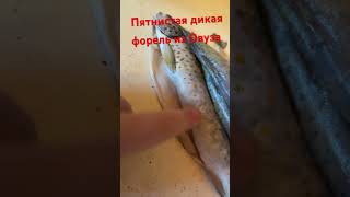 Дикая форель 